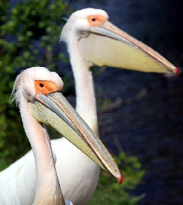 The Curraghs Wildlife Park Great White Pelican is heading to Blackpool Zoo with the Isle of Man Steam Packet Company.