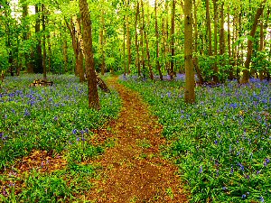 The bluebells at RSPB Burton Mere Wetlands.