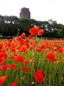 poppies by the cathedral